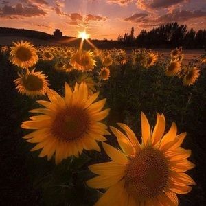 Meet your Posher, Missy